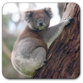 a koala